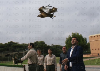 fotosmelilla 2014 10 30 asp 20 1 Ponen en libertad a siete aves rapaces en Melilla tras meses de recuperación