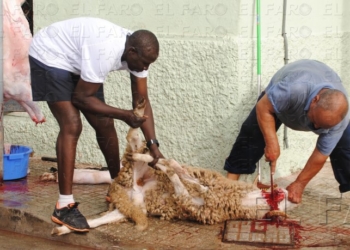 fotosmelilla 2015 09 21 dori 8 1 La burocracia desmantela la venta de borregos vivos traídos de la península