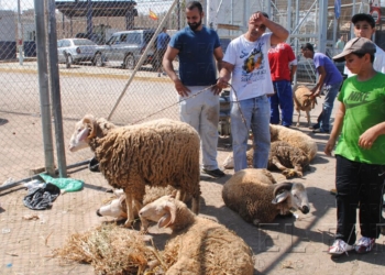 fotosmelilla 2015 11 21 dori 2 2 El Gobierno prohíbe la entrada en Melilla de carne y productos lácteos marroquíes