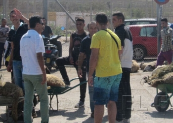 fotosmelilla 2015 11 21 dori 3 1 “La fiebre aftosa no afecta a humanos, pero causa pérdidas económicas”