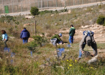 Nuevas medusas y plantas invasoras reflejan el cambio climático en Melilla