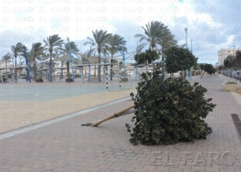 fotosmelilla 2016 02 16 manuel DSCN7250 El viento tira árboles, farolas y cierra el Parque Hernández y hasta el cementerio