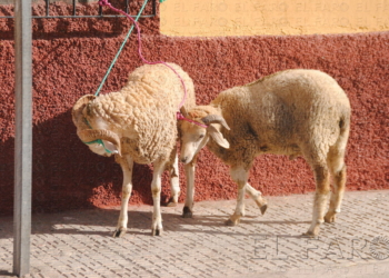fotosceuta 2016 03 04 P DSC 0554 Un empresario que importa borregos ve “positivo” que vengan de la península