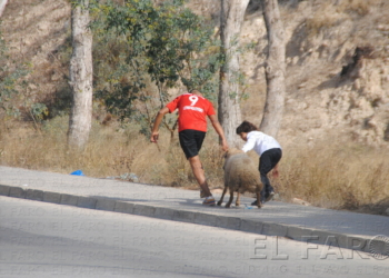 fotosceuta 2016 03 12 dori DSC 0568 Conesa: “Si no se puede traer una paletilla de cordero, menos un borrego entero”