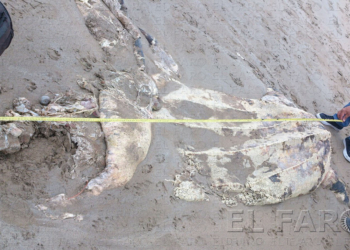 fotosceuta 2016 05 06 P 17 1 Localizan en La Hípica una tortuga laúd de 2,5 metros en descomposición