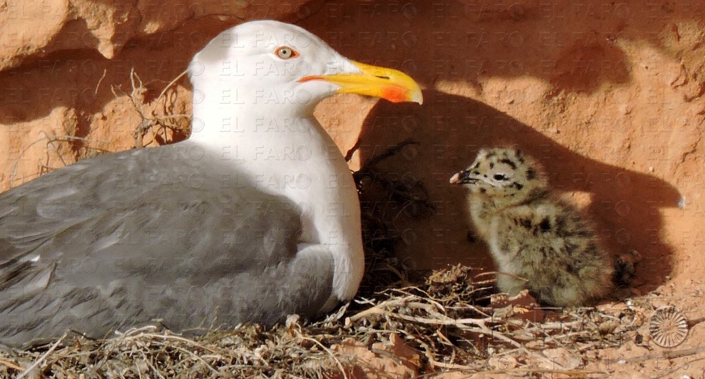 Piden a las autoridades que intervengan en el control de población de gaviotas patiamarillas