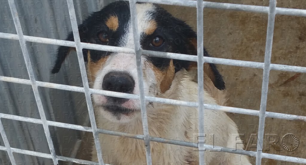 Encuentran a la niña que fue mordida por un perro con rabia en el Parque Hernández