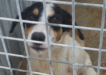fotosceuta 2016 08 05 dori 3 1 Melilla refuerza la recogida de perros por el “gran brote” de rabia en el país vecino