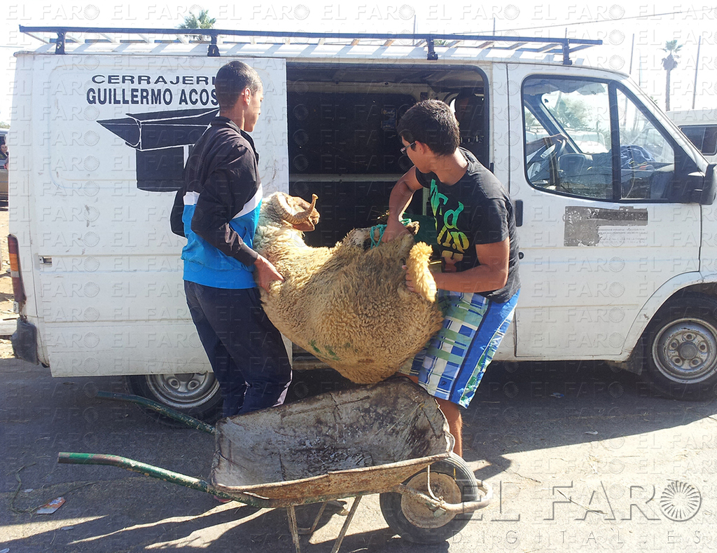 El Colegio de Veterinarios asegura que la normativa no permite el paso de borregos
