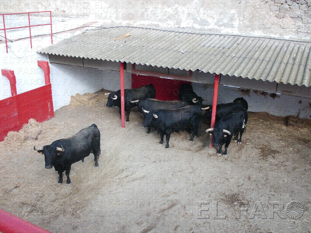 El sorteo de los toros para la lidia será a las 12:00 horas por parte de los banderilleros