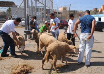 fotosmelilla 2016 08 03 P 13 1 La asociación Badr prevé que la llegada de 5.000 borregos será “un fracaso”