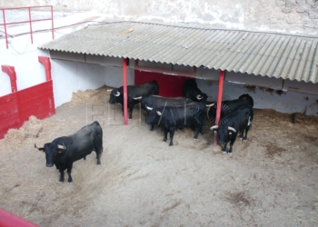 CIMG5388 El sorteo de los toros para la lidia será a las 12:00 horas por parte de los banderilleros