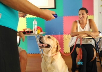 IMG 6054 TeAma aprende a enseñar a los niños con ayuda de perros