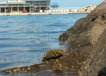 Patella en puerto El Puerto desarrolla un nuevo proyecto para repoblar la patella ferrugínea en Andalucía