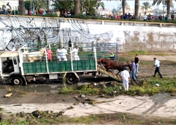 Un toro se escapa de la ganadería y recorre el río de Oro durante horas