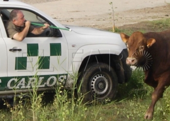 2 4 Capturan a un toro de 600 kilos que se lanzó al río tras huir de su ganadería