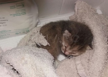 11 1 16 Denuncian la agresión a 5 gatitos: uno muere y otro pierde parte de la pata