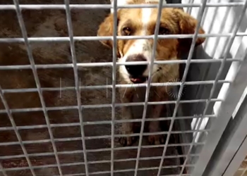 7 1 1 Melilla vacuna a 108 personas por tener contacto con animales con rabia