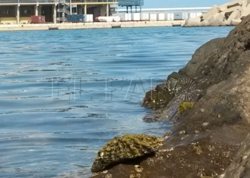 14 1 9 El puente arco de la ampliación del puerto que no daña a la patella tendrá zona de paseo
