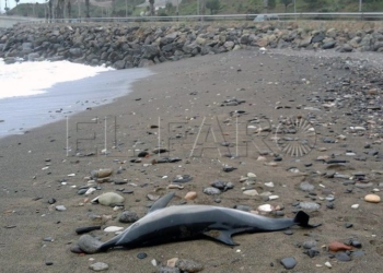 17 1 4 Hallan un delfín varado en la playa de Horcas Coloradas atraído por el fuerte temporal