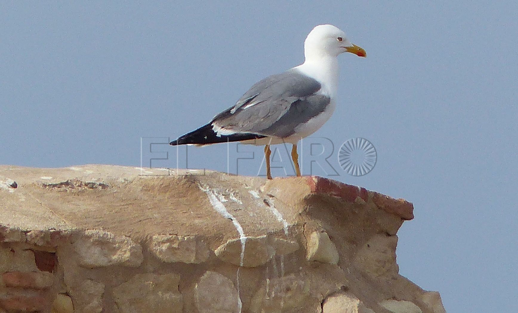 La Ciudad eliminará los nidos de gaviota patiamarillas para reducir su población