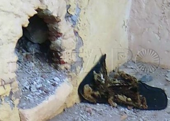 1 12 Gato muerto a la vista