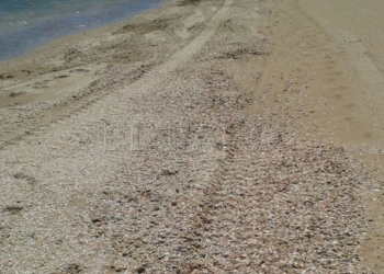 19 1 1 Denuncian que no se puede pasear en La Hípica por falta de limpieza