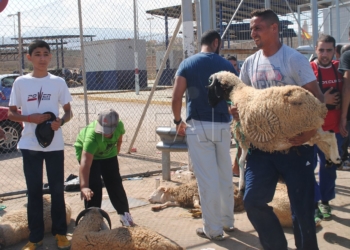 10 1 10 Agricultura confirma que los borregos sólo pasarán con destino a una ganadería