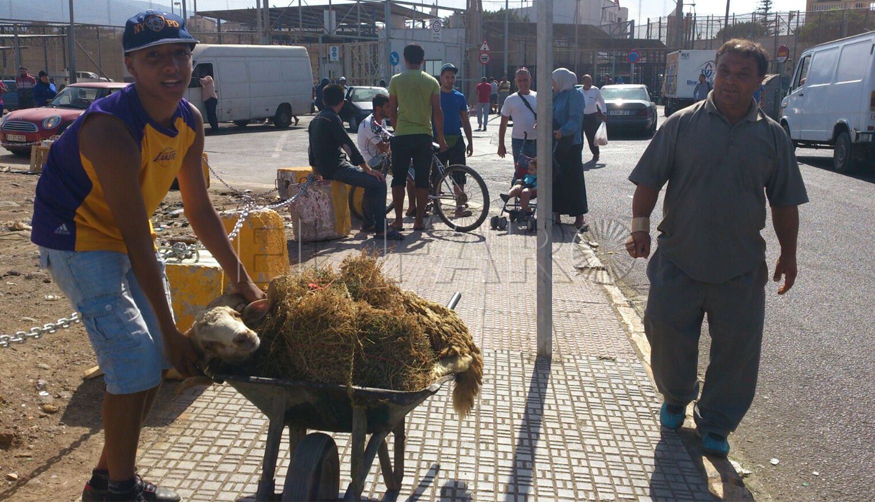 “El asunto de los borregos se ha convertido en un culebrón veraniego intencionado”