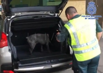 11 1 1 La operación antidroga de La Cañada se salda con 8 detenidos y 15 kilos de coca incautados