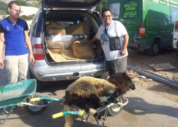 2 1 11 Imbroda: “No hay animadversión a los borregos marroquíes. Cumplimos la ley”