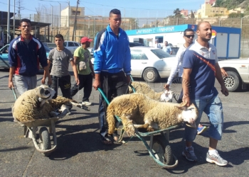 3 1 17 Aberchán duda de que las ganaderías de la ciudad puedan traer corderos marroquíes