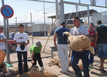 DSC 0486 1 España permite la entrada de ovino a Melilla desde Marruecos para la fiesta del cordero
