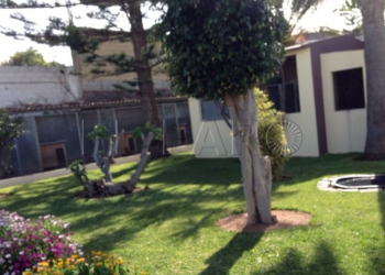 16 1 1 Residencia para mascotas, una opción si tu animal no puede viajar