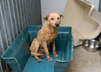 17 1 2 La Ciudad destinará 100.000€ para la recogida de animales abandonados