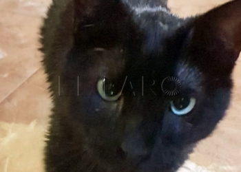 18 2 Las siete vidas del gato luchador Koko