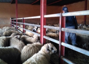 3 1 21 Los ganaderos venden los corderos de la península a pesar de la polémica