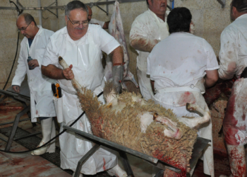 4 1 4 Fabricantes de alimentos para animales afirman que no se usan harinas de carne