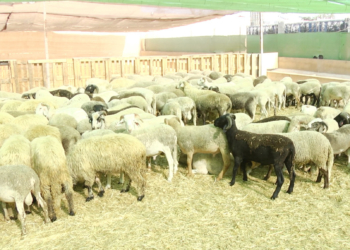 Ganaderos locales aseguran que los corderos sí tienen la garantía Halal