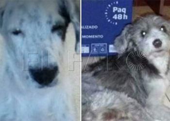 9 1 Diez mascotas, abandonadas en verano por personas que se fueron de Melilla