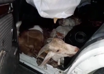 Investigan la posible existencia de una explotación ganadera ilegal en la ciudad