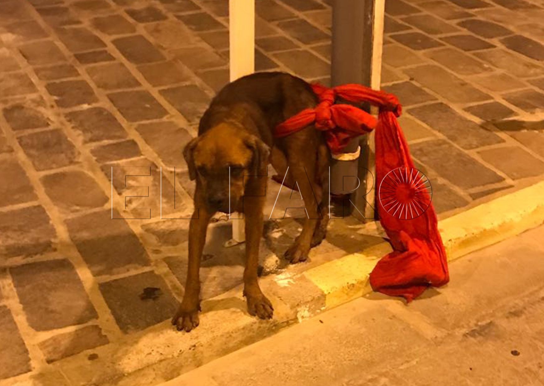 Ocho personas inician tratamientos por su posible contagio por un perro con rabia
