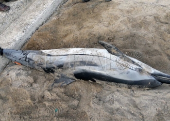 18 2 2 Encuentran el cadáver de un delfín adulto en la playa de Horcas Coloradas