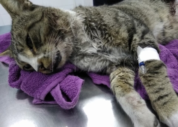 24232570 10215469879360691 478583707791329921 n Tres jóvenes azuzan a un pitbull para que ataque a un gato, que quedó malherido