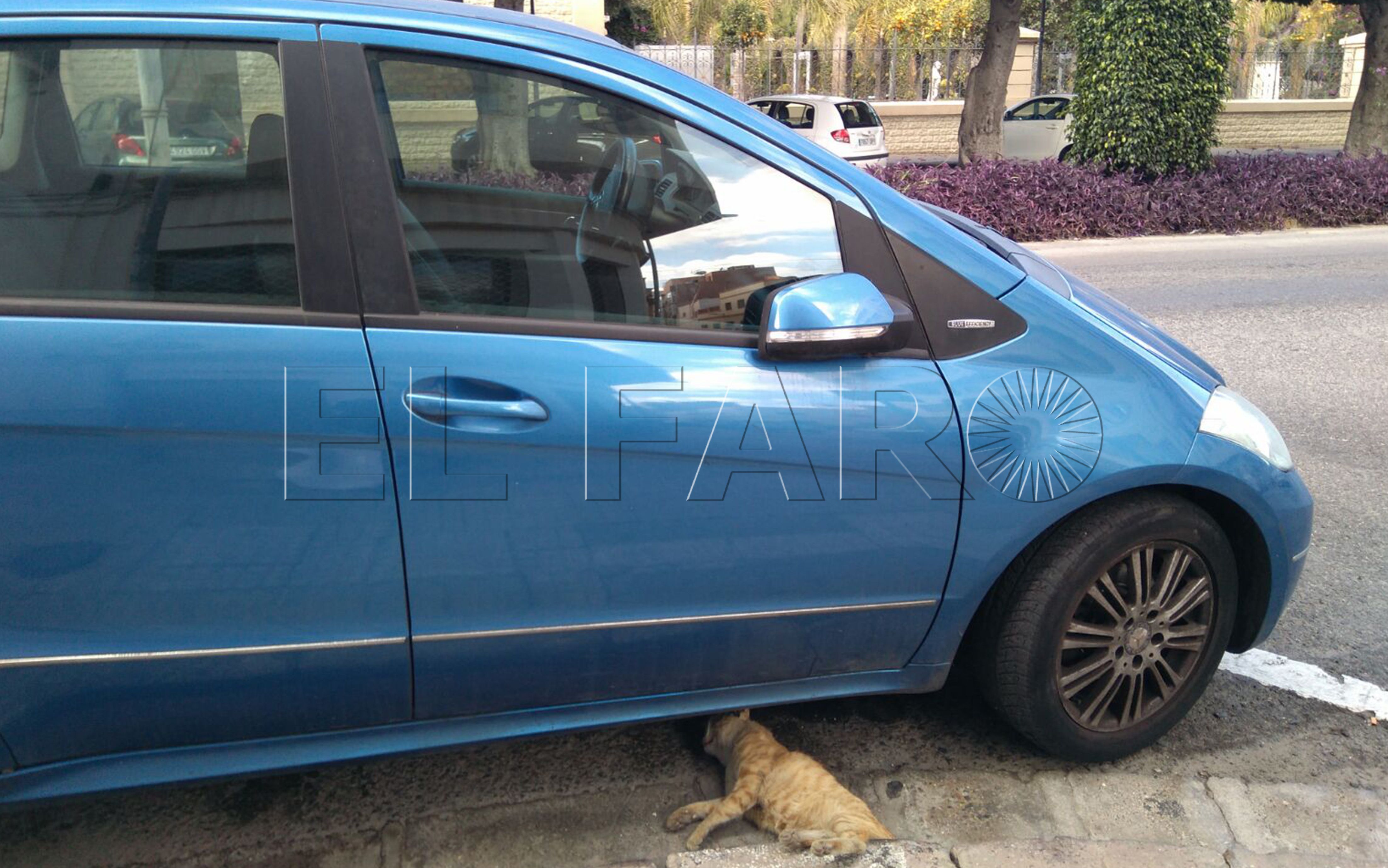 Denuncian que un joven azuzó a su perro de presa para matar a un gato