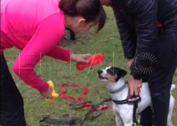 Captura de pantalla 2017 12 17 a las 18.23.04 La Asociación de Excursionismo Canino hace un taller de búsqueda de personas con 10 perros