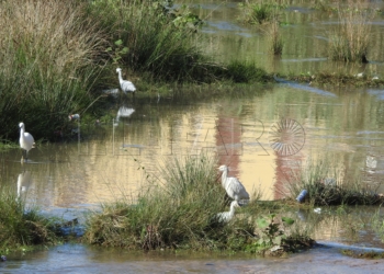 Garcetas comunes y garcillas en el rio de oro Guelaya solicita a la Ciudad un esfuerzo en los presupuestos de conservación de la biodiversidad