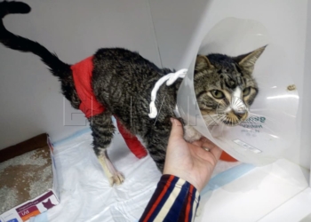 17 1 1 Adomel solicita ayuda para pagar 2.000 euros en facturas veterinarias