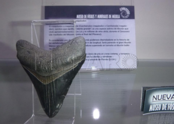Captura de pantalla 2018 01 05 a las 21.48.42 El Museo de Fósiles y Minerales proyecta una sala de petrología para este año