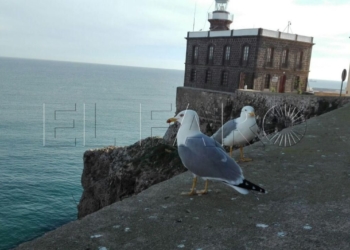 photo 2018 01 13 17 15 21 Guelaya controla en su censo las aves migratorias que hibernan en Melilla